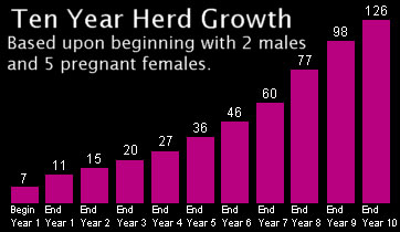 Ten Year Herd Growth